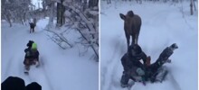 Дети играют в догонялки с лосихой