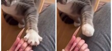 Кошка пытается научить хозяйку правильно прятать когти