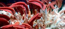 Рифтия: червь, живущий в самых жёстких условиях океана