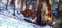 Амурский тигр "нежился" с деревом в национальном парке в Приморье
