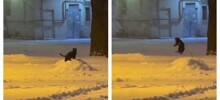 Кошка радуется снегу