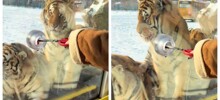 Тигров в зоопарке раскормили так, что они отказываются от мяса