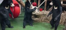 Малайские медведи в восторге от новой игрушки