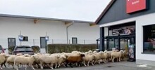 Стадо баранов устроило хаос в супермаркете Баварии