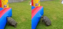 Черепаха уничтожила надувной замок за считанные секунды