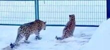 Житель Приморья обнаружил у себя во дворе сразу двух редких леопардов