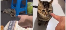 Коты, которые не любят, когда в них тычут пальцем