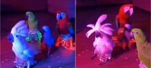 Хозяйка попугаев превратила своих питомцев в настоящих исполнителей восточных танцев