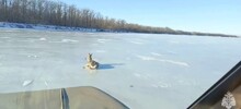 Застрявшую на льду Волги косулю спасли под Саратовом