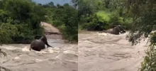 Мощные наводнения в ЮАР: мать-слониха героически спасла детёныша из бурной реки