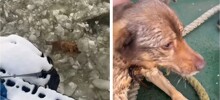 Российские моряки спасли собаку, застрявшую в ледяной воде