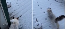 Кошка обожает гулять зимой, но не любит снег