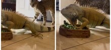 Реакция кошек на игуану