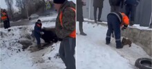 Работники службы отлова убили дворовую собаку и её щенков, пытаясь "выкурить" животных из трубы