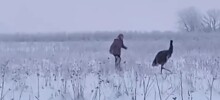 Страуса, сбежавшего в&nbsp;заснеженные поля Ленобласти, ловили 7&nbsp;часов