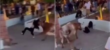 В Мексике бык набросился на девушку во время корриды