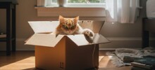 Почему кошки любят картонные коробки