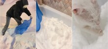 Кот впервые увидел снег