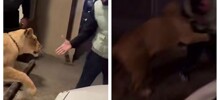 В Махачкале лев напал на прохожего, пытавшегося с ним поиграть