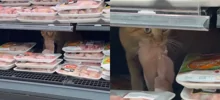 Рыжий кот устроил себе обед прямо на витрине супермаркета