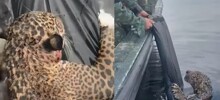 Раненый ягуар приплыл прямо к людям