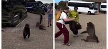 Бабуин попытался отобрать у туристки чипсы