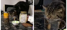 Коту не показали, как правильно пить воду