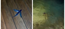 Неудачное спасение летучей рыбы попало на видео