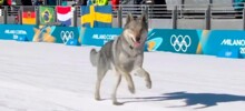 Собака ворвалась в командный спринт на Олимпиаде
