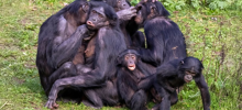 Бонобо: как неуёмная похоть изменила шимпанзе