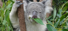 Коала: глупость этого зверя запредельна