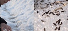 Почему на снегу появляются «снежные блохи»: что это за странные насекомые