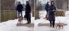 Конфликт женщины с собачниками