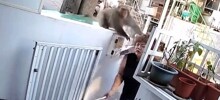 Обезьяна украла еду из дома женщины, а затем ударила её