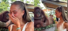 Орангутан рассмешил девушку неожиданным жестом