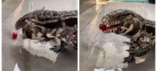 Ящерица пытается съесть помидорку