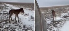 Парень помог потерявшемуся жеребёнку найти мать в степи