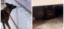 Пёс помогает найти кошку, постоянно исчезающую перед закрытием приюта