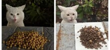 Уличный кот удивляется корму