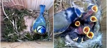Таймлапс: строительство гнезда и взросление птенцов синицы
