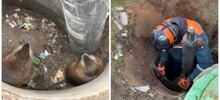 Неравнодушные люди спасли двух ондатр, провалившихся в сухой колодец⁠