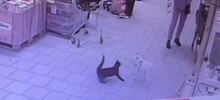 Кошка нападает на собак в магазине