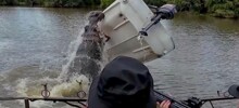 Разъярённый бегемот перевернул лодку с защитником животных в ЮАР