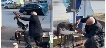В Турции к пожилому чистильщику обуви каждое утро приходит кот