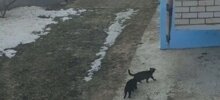 Кошачий спецназ возвращается домой после задания