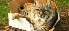 Дикие животные, которые ведут себя как домашние питомцы