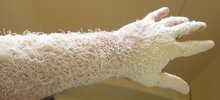 36 любопытных фото, которые доказывают, как интересен наш мир