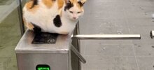 20+ деловых котеек, занятых очень важной работой