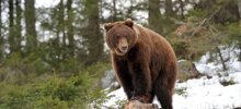 В Томской области медведь задрал мужчину, занимавшегося вырубкой леса