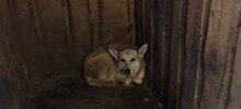 Семья из Нижнего Новгорода утонула в собачьей моче